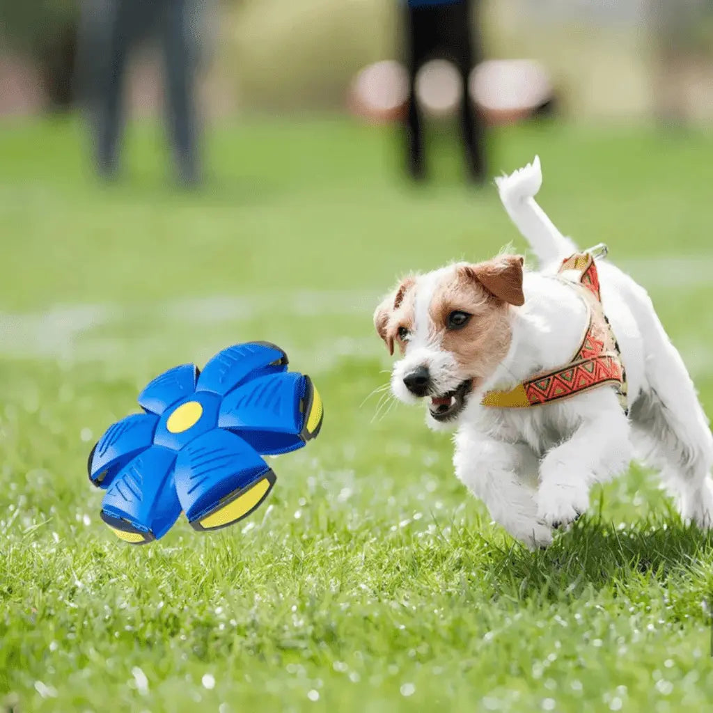 Pawsome-FlyBall